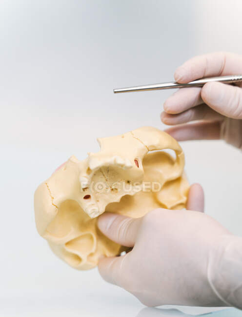Обрізати анонімного стоматолога в латексних рукавичках, що демонструють протези, під час роботи в сучасній легкій клініці — стокове фото