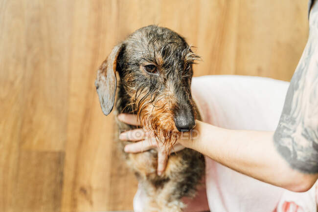 Vista lateral de húmedo marrón Wirehaired Dachshund cachorro que tiene procedimiento de cuidado con cultivo peluquero sin rostro en la clínica veterinaria - foto de stock