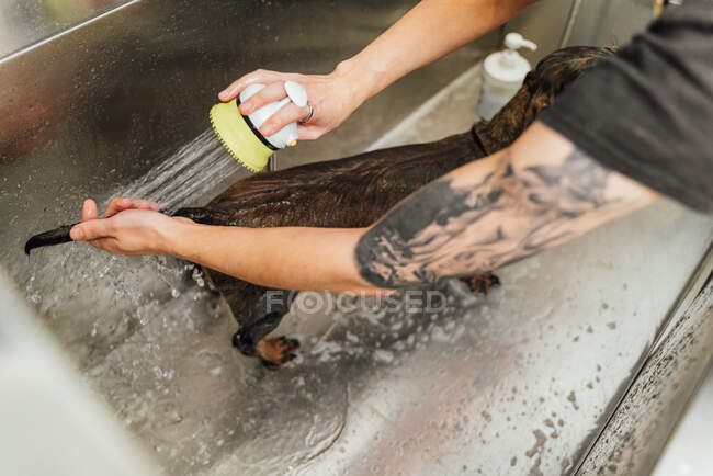 Vue ci-dessus de la récolte anonyme salon de coiffure de chien laver la fourrure de teckel poilu dans l'évier dans la clinique vétérinaire — Photo de stock
