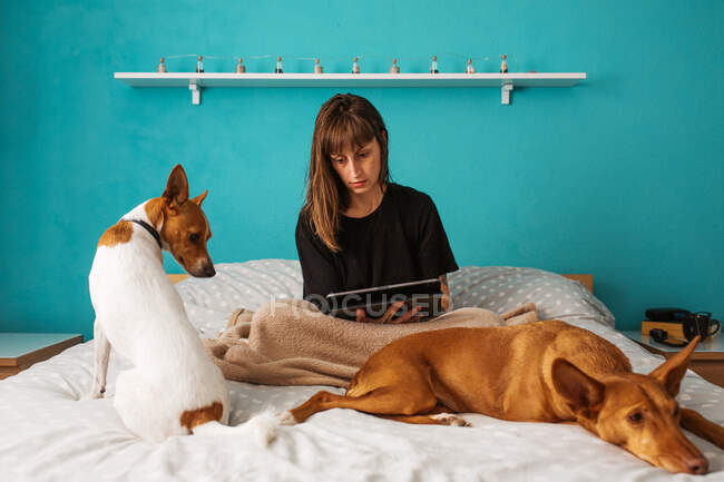 Positive young female in black shirt surfing modern tablet while sitting on cozy bed with adorable purebred dogs in light bedroom — Stock Photo