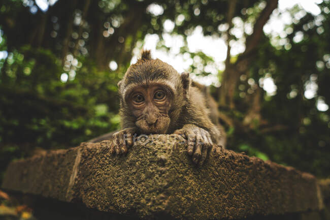 Маленький макак, стоящий на грубом камне у деревьев, смотрит в камеру в летний день в Индонезии — стоковое фото
