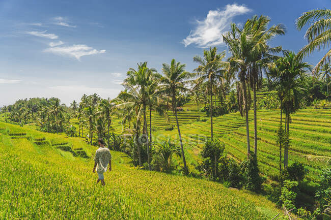 Fermier méconnaissable marchant entre des plantations vertes contre des montagnes sous le ciel bleu le jour de l'été en Indonésie — Photo de stock
