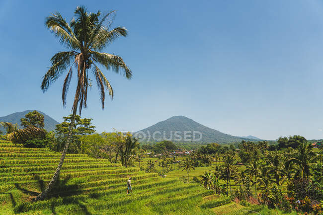 Agricultor irreconhecível caminhando entre plantações verdes contra montanhas sob o céu azul no dia de verão na Indonésia — Fotografia de Stock