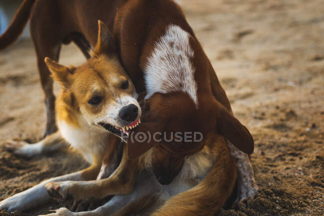 Chien agressif avec une fourrure brune et blanche mordant l'oreille d'un autre sur un terrain accidenté en Thaïlande — Photo de stock