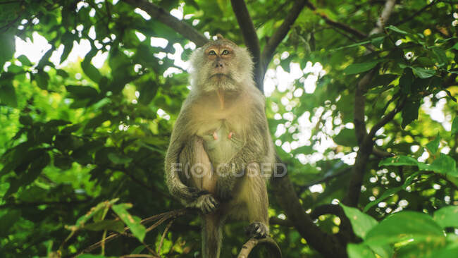 Monkey with beige fur sitting against green trees while looking away in Thailand — Stock Photo
