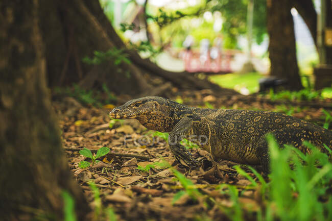 Varanus with ornament on skin crawling on land among trees in Thailand in daylight — Stock Photo