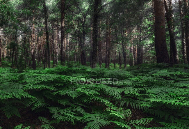 Богатый густой лес с высокими зелеными деревьями и пышными кустарниками папоротника в ясный летний день — стоковое фото