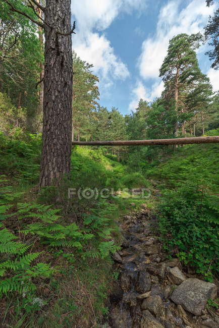Cenário de tronco de árvore seca sobre ravina gramínea verdejante em abundante floresta de verão à luz do dia — Fotografia de Stock
