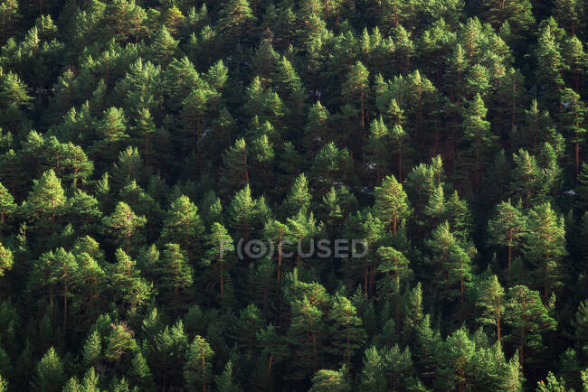 Drone view of verdant trees peaks growing in thick lush woodland on sunny summer day — Stock Photo