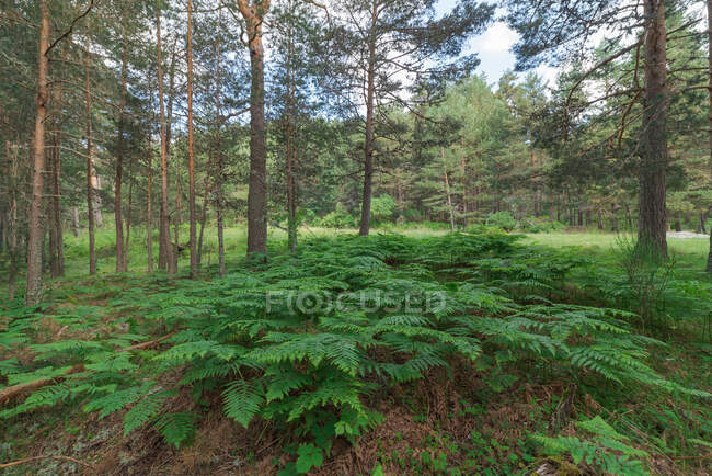 Reichlich dichter Wald mit hohen grünen Bäumen und üppig grünen Farnbüschen an klaren Sommertagen — Stockfoto