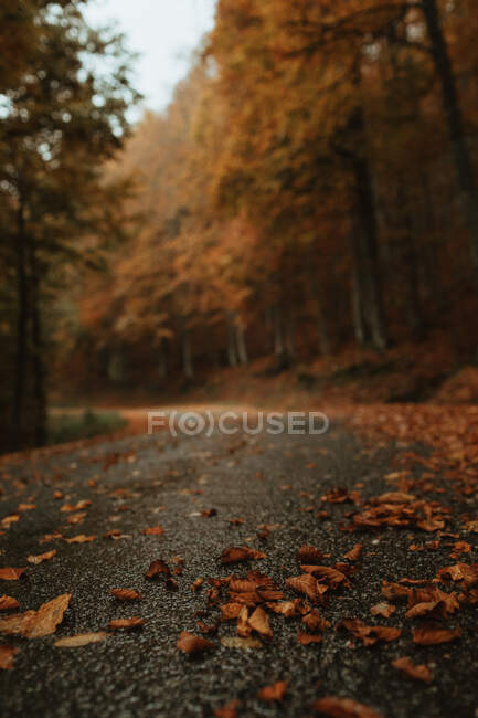 Ground level of wet asphalt road with fallen leaves going through woods on overcast day in autumn — Stock Photo