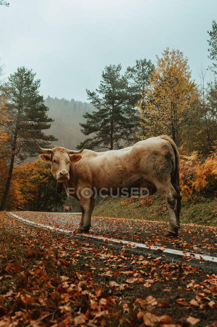 Brown cow standing on asphalt road while pasturing near woods on cloudy day in autumn — Stock Photo