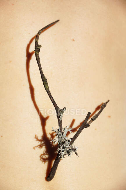 From above of thin tree twig with dry flower placed on body of crop unrecognizable person on sunny day — Stock Photo