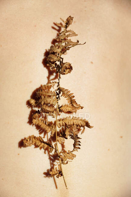 Вид зверху ніжного сухого листя папороті, розміщеного на оголеному тілі невизначеного врожаю людини в сонячний день — стокове фото