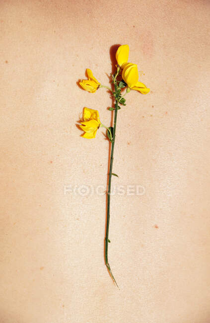 De arriba de la flor tierna brillante amarilla sobre el cuerpo de la cosecha la persona anónima bronceada a la luz solar - foto de stock