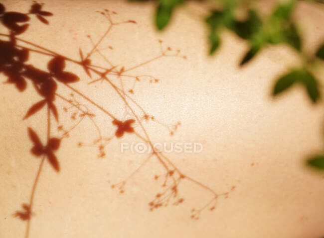 From above shadow of delicate thin plant on body of crop unrecognizable person on sunny day — Stock Photo