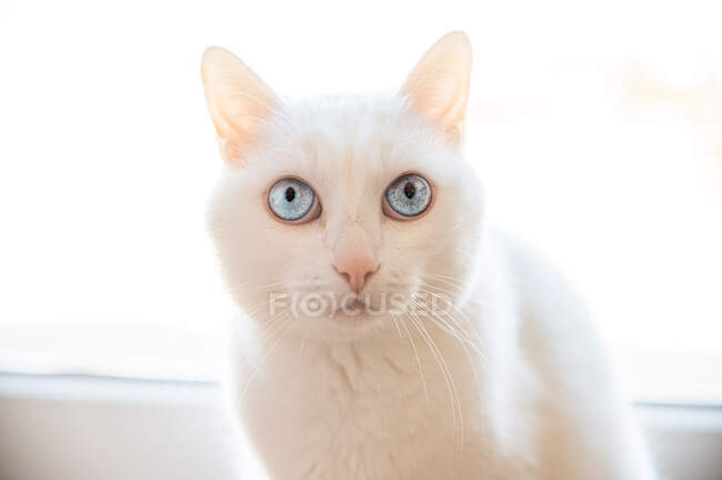 Primer plano del gato enfocado con piel blanca mirando hacia otro lado mientras descansa cerca de una ventana brillante en la casa - foto de stock
