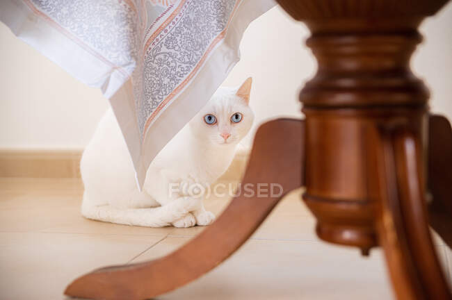 Entzückende Katze mit weißem Fell blickt in die Kamera, während sie auf gefliestem Boden hinter hölzernem Tischbein mit Zierstoff sitzt — Stockfoto