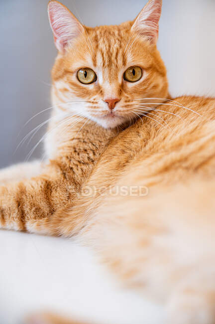 Konzentrierte Katze mit braunem Fell blickt in die Kamera, während sie zu Hause ruht — Stockfoto