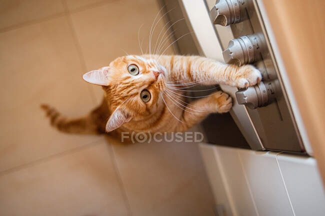 From above of adorable cat with brown fur standing on hind legs while leaning on stove and looking up at home — Stock Photo