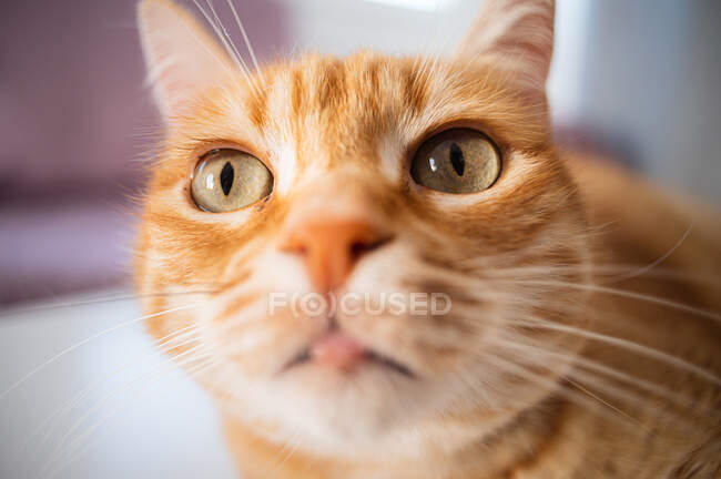 Фокусований кіт з коричневим хутром, який дивиться далеко під час відпочинку вдома — стокове фото