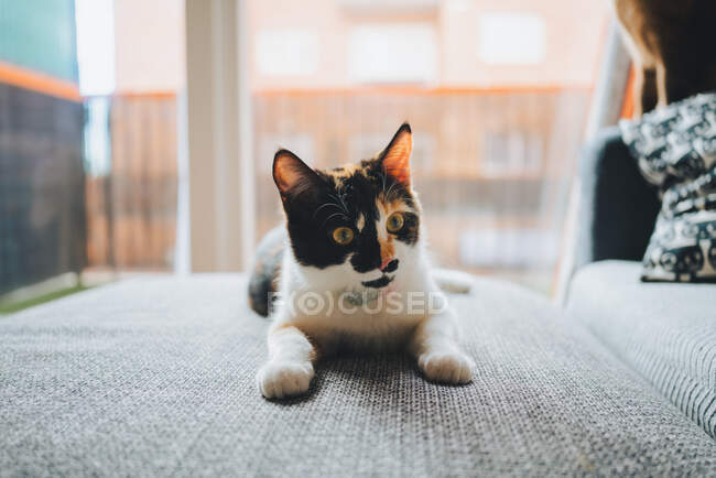 Adorable gato calico con abrigo tricolor sentado en cómodo sofá y mirando hacia otro lado en apartamento moderno - foto de stock