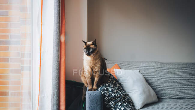 Живая кошка Calico, сидящая на удобном диване и смотрящая вдаль в современной квартире — стоковое фото