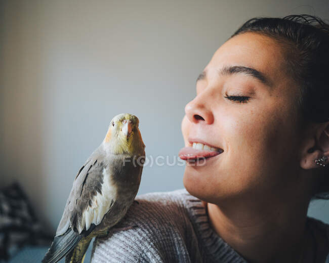 Joven propietaria en ropa casual sobresaliendo de la lengua adorable pájaro cacatúa sentado en el hombro en la sala de estar - foto de stock