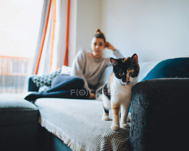 Entzückende Calico-Katze in moderner Wohnung und Seitenansicht einer jungen Dame in lässiger Kleidung, die auf einer bequemen Couch mit überkreuzten Beinen sitzt — Stockfoto