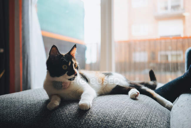 Adorable gato calico con abrigo tricolor sentado en cómodo sofá y mirando hacia otro lado en apartamento moderno - foto de stock