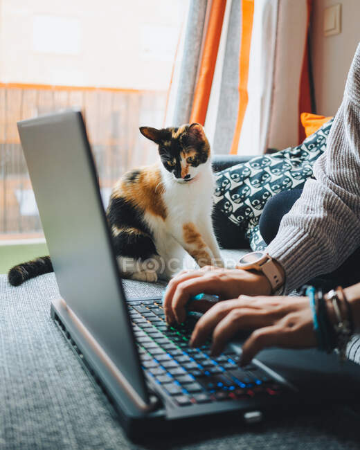 Colheita de jovem freelancer feminino em roupas casuais sentado no sofá confortável e trabalhando remotamente no laptop perto de gato bonito calico — Fotografia de Stock