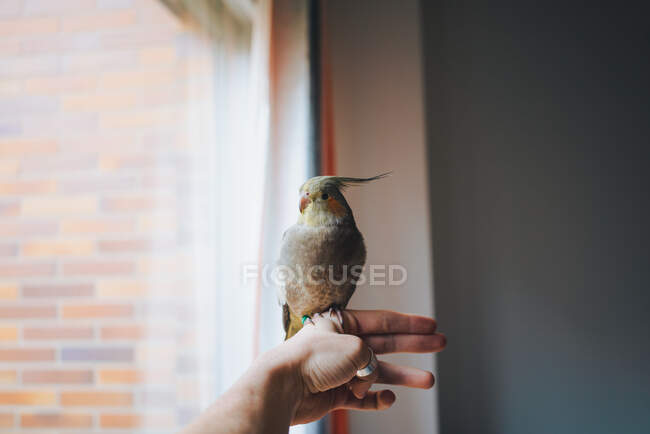 Adorável weiro pássaro situado na mão de colheita proprietário feminino irreconhecível de pé perto da janela no apartamento — Fotografia de Stock