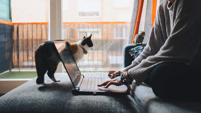 Colheita de jovem freelancer feminino em roupas casuais sentado no sofá confortável e trabalhando remotamente no laptop perto de gato bonito calico — Fotografia de Stock