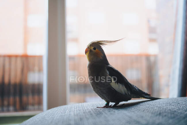Side view of funny exotic cockatiel bird standing on sofa placed near window in modern apartment — Stock Photo