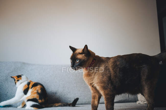 Adorables chats calico avec manteau tricolore debout sur un canapé confortable et regardant loin dans un appartement moderne — Photo de stock