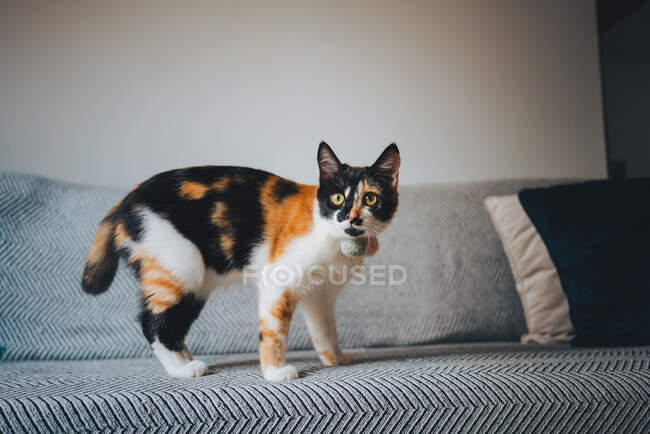 Adorabile gatto calico con cappotto tricolore in piedi su comodo divano e distogliendo lo sguardo in appartamento moderno — Foto stock