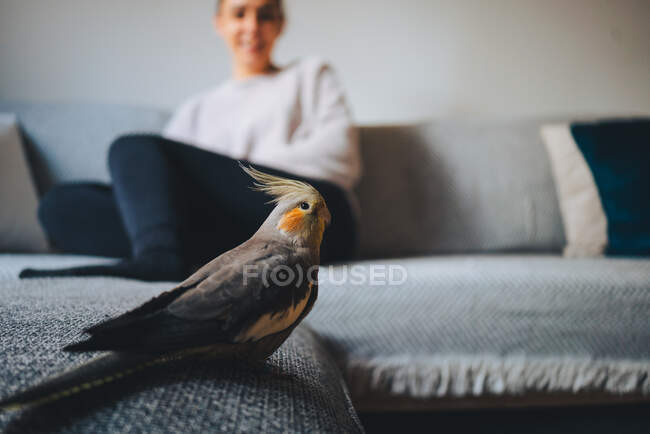 Vue latérale d'oiseau cockatiel exotique drôle debout sur le canapé et la femme en arrière-plan dans un appartement moderne — Photo de stock