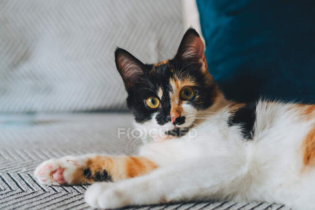 Entzückende Calico-Katze mit Trikolore-Mantel sitzt auf bequemem Sofa und schaut in moderner Wohnung weg — Stockfoto