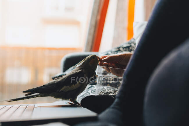 Seitenansicht der Ernte unkenntlich weibliche Besitzerin in lässiger Kleidung Fütterung niedlichen Weiro Vogel mit Sonnenblumenkernen, während sie auf einer bequemen Couch mit Laptop ausruhen — Stockfoto