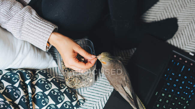 From above of crop unrecognizable female owner in casual clothes feeding cute weiro bird with sunflower seeds while resting on comfortable couch with laptop — Stock Photo
