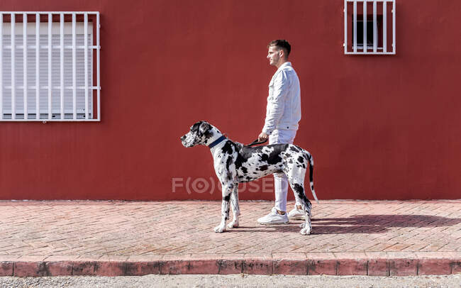 Vue latérale du propriétaire mâle debout avec un grand chien Arlequin Great Dane lors d'une promenade en ville et en regardant ailleurs — Photo de stock