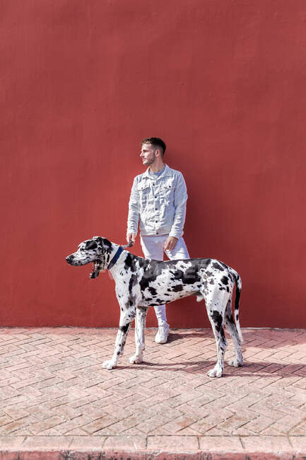Propietario masculino de pie con gran perro arlequín Great Dane durante un paseo por la ciudad y mirando hacia otro lado - foto de stock