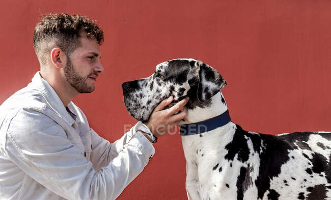Side view of young bearded guy in stylish outfit sitting on haunches and stroking obedient Harlequin Great Dane dog against red wall on street — Stock Photo