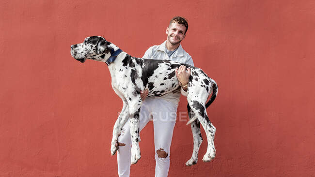 Feliz jovem proprietário do sexo masculino em roupas da moda sorrindo enquanto carrega pesado Great Dane cão com casaco de arlequim contra a parede vermelha na rua — Fotografia de Stock
