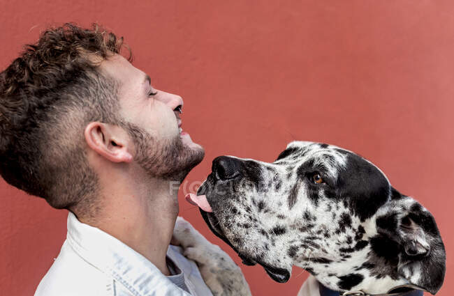 Бічний погляд на щасливого неголеного чоловіка в повсякденному одязі і чарівного слухняного Харлекіна Великого Дейнського пса, який обіймає один одного на червоному фоні. — стокове фото