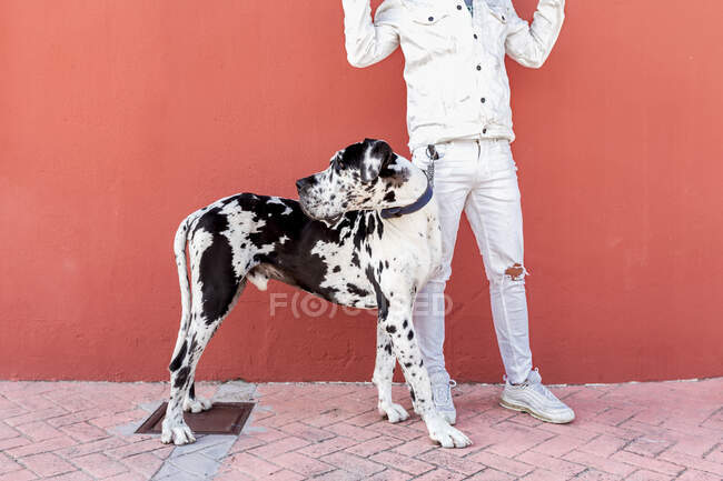 Trendy giovane maschio in abiti casual foro skateboard dietro la testa e guardando lontano mentre in piedi sulla strada con adorabile Arlecchino Grande Dane cane — Foto stock