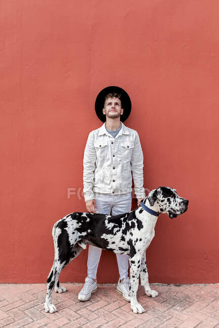 Male owner standing with big Harlequin Great Dane dog during stroll in city and looking up — Stock Photo