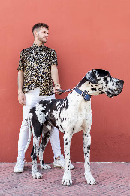Proprietario maschio in piedi con grande Arlecchino Grande cane danese durante una passeggiata in città e guardando altrove — Foto stock