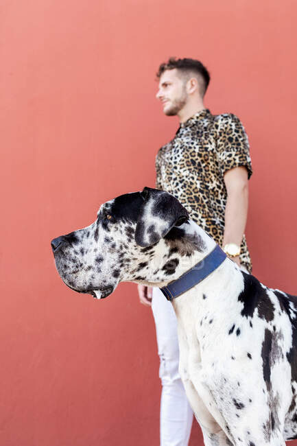 Власник чоловічої статі стоїть з великим собакою Харлекін під час прогулянки в місті і озирається геть — стокове фото