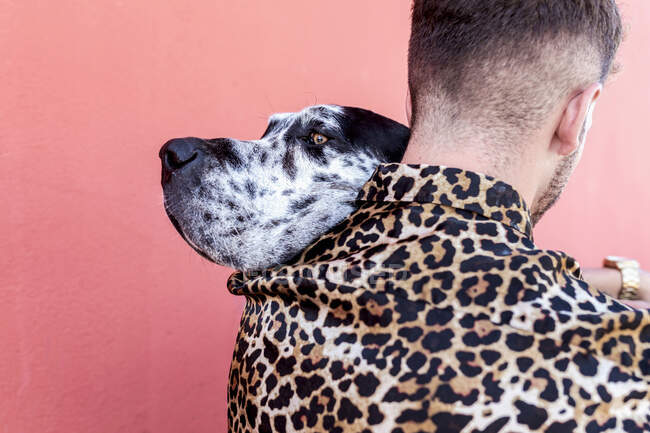 Young unshaven male in casual clothes and adorable obedient Harlequin Great Dane dog hugging each other against red background — Stock Photo
